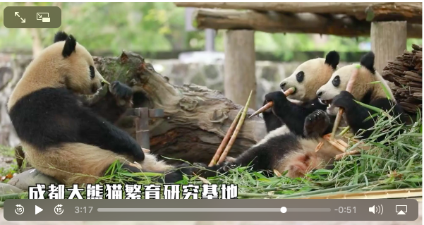ArgchinaCom's tweet photo. 成都大运会火炬“蓉火”正在传递中，成都也向世界发出“青春的邀约”。三位外国留学生分头寻找火炬设计中的成都元素，彰显天府文化与城市底蕴。
https://t.co/9IY0YDs1bD https://t.co/ulsVAiD5jW