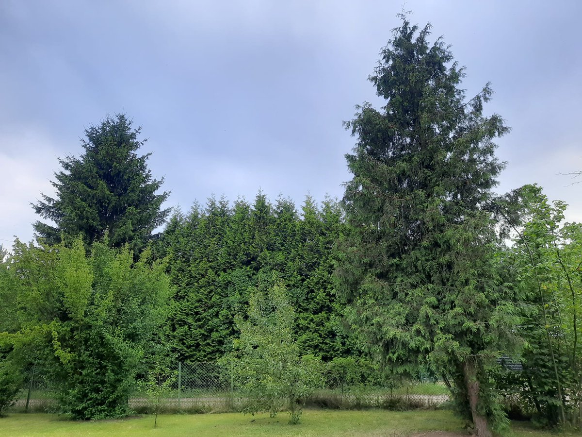 IMGWmeteo's tweet photo. Dziś pochmurno i przelotny deszcz. Na wsch. możliwe burze, lokalnie z gradem, opadami do 20mm i porywami wiatru do 60 km/h. 
🌡Temperatura od 19°C nad morzem do 27°C na płd. 💨Wiatr umiarkowany i porywisty, nad morzem dość silny i z porywami do 65 km/h, płd.-zach. i zach.
#IMGW https://t.co/hQ3MNbAvuu