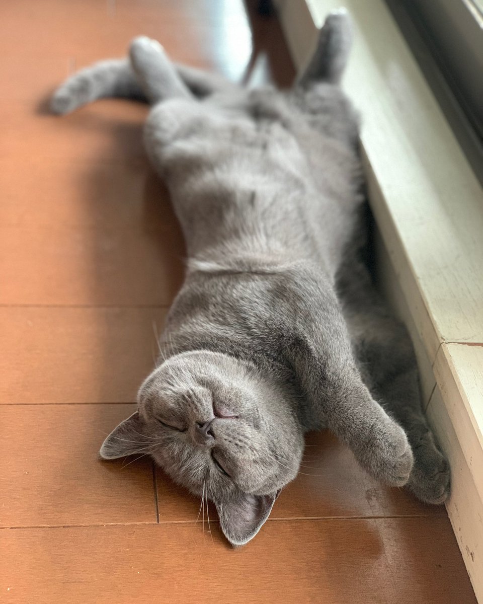 tentative_neko's tweet photo. て、天使がここに❤️😻👼👼👼😻❤️
An innocent angel here.
#ブリティッシュショートヘア #ブリティッシュショートヘアー #britishshorthair #bsh #ブリショー #ブリショ #猫 #ねこ #cat #天使 #angel #寝顔 #sleepingface #キュン #キュン死 #無垢 #innocent #イノセントワールド #innocentworld https://t.co/hYotawvvoX