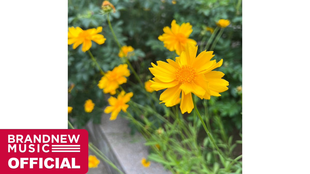 [🎥] #COVER 

One Direction - What Makes You Beautiful
Cover by 김시훈

youtu.be/kUUWXLScra0

#BDC #김시훈
#One_Direction #What_Makes_You_Beautiful
#브랜뉴뮤직 #BRANDNEWMUSIC