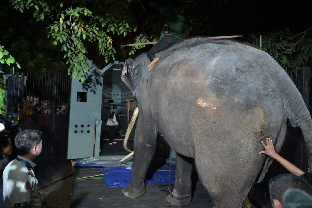 Welikumbura's tweet photo. Animal rights activists were campaigning for putting an end to harassing elephants🐘  in the name of culture & religion for quite some time now.

They argued it's time for the Buddhist establishment to stop using elephants as a showpiece & it is against the core principles of Buddhism as well.

But the Buddhist religious establishment & Sinhala Buddhists chauvinist groups created a massive resistance against this idea.

They accused animal rights activists are trying to harm the goodwill of the establishment & acting on behalf of other religious establishments.

Muthu Raja's incident unmasked this whole thing to the world.

#lka #SriLanka #conservation #AnimalCruelty