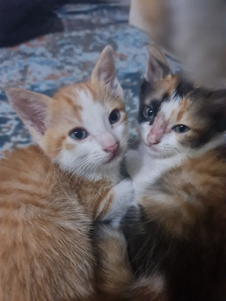 ikmalhmt's tweet image. Both kittens doing well #belumadanama #onemonthold