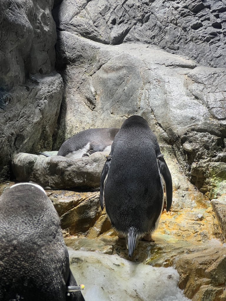 Collin Matsukiyo tweet media