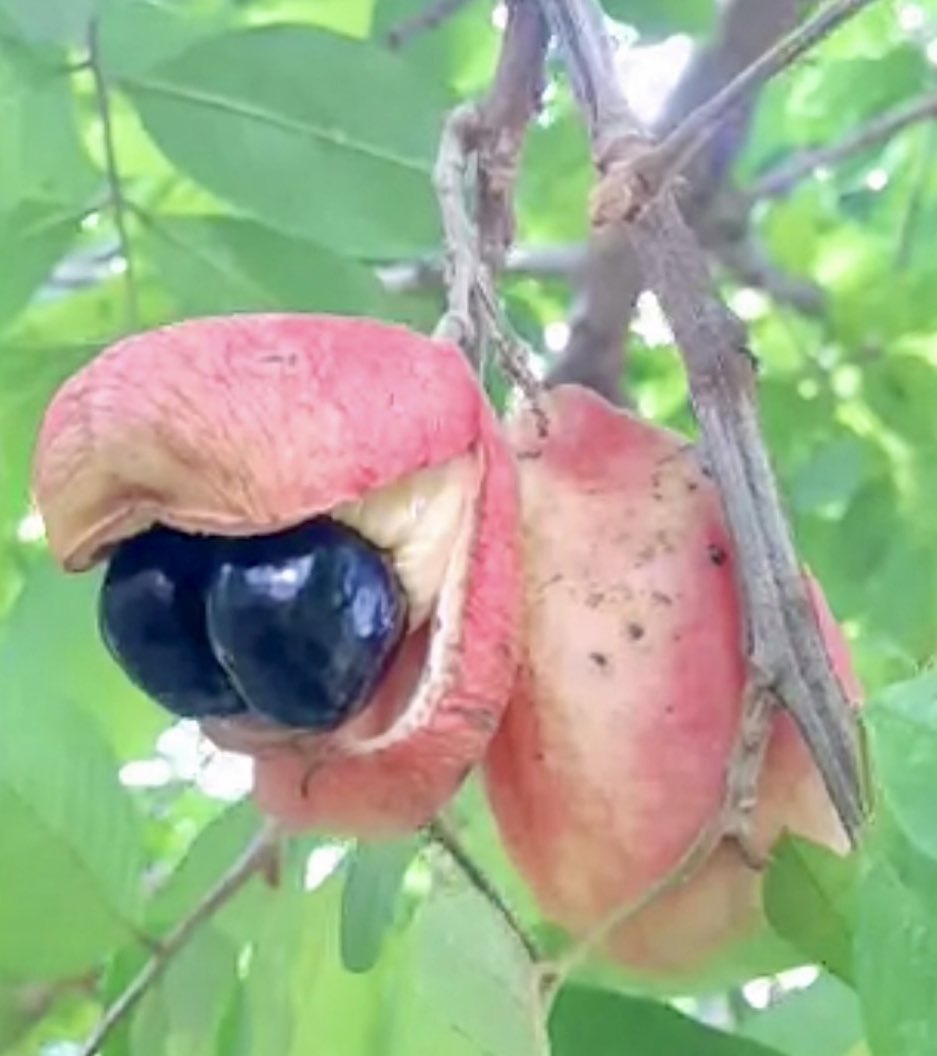 maiteeflow's tweet image. Ackeeを安全に食べる為の完熟期の見極め方。
左のアッキーみたく木に生ったまま割れるまで待つんだって。
ついでにAckeeの歴史や栄養について調べてみたらなかなか面白かった
#ackee #ジャマイカ生活 #アイタルフード