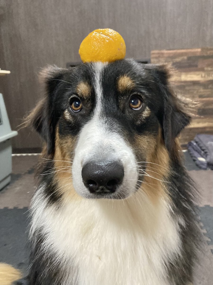 Leonberger__R's tweet photo. 2022.12.22.
ゆず！🍊 https://t.co/2ybdeB6hOO