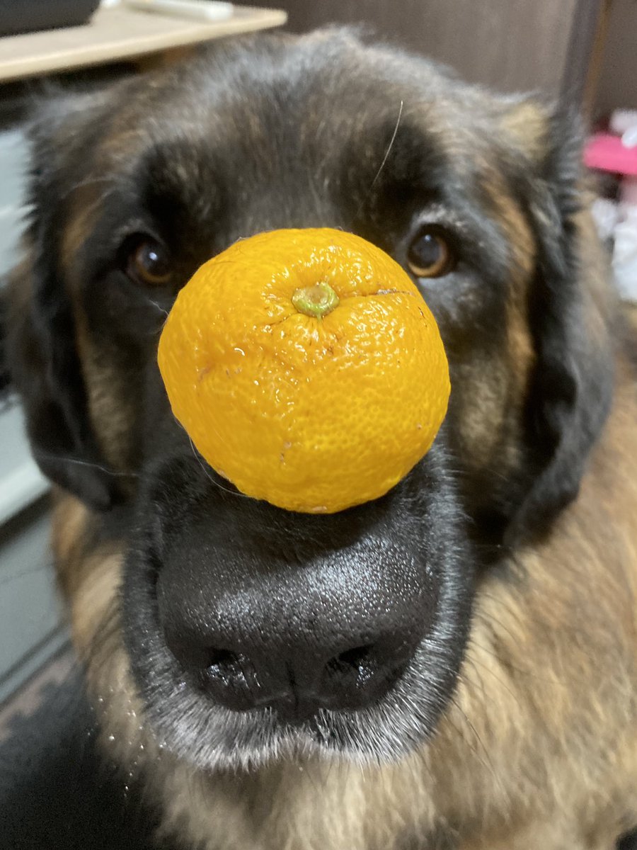 Leonberger__R's tweet photo. 2022.12.22.
ゆず！🍊 https://t.co/2ybdeB6hOO