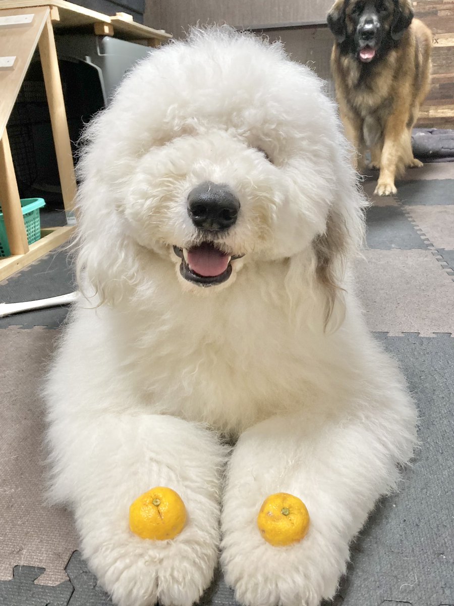 Leonberger__R's tweet photo. 2022.12.22.
ゆず！🍊 https://t.co/2ybdeB6hOO
