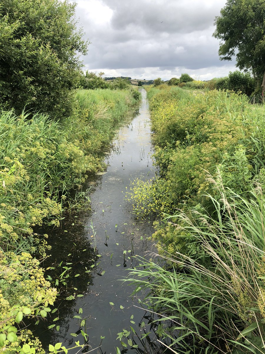 Mayfieldbirder's tweet image. A pleasant wander at #Pettlevel
yesterday: at the cliff end Fulmar and in the bay Scoter (~30) on the water, a Peregrine heading to the cliffs; on the levels: Med Gull; BHG; Swift; Little Egret; Sedge and Reed Warbler; Whitethroat; Egyptian, Greylag &amp;amp; Canada G. @SussexOrnitholo
