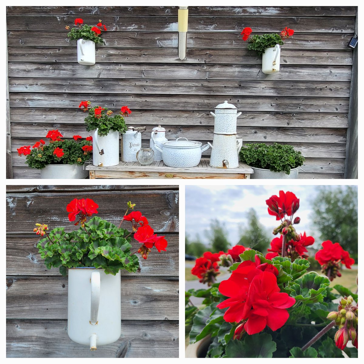 katieneirynck's tweet image. #geraniums #julibloeiers @wilma_meijerink