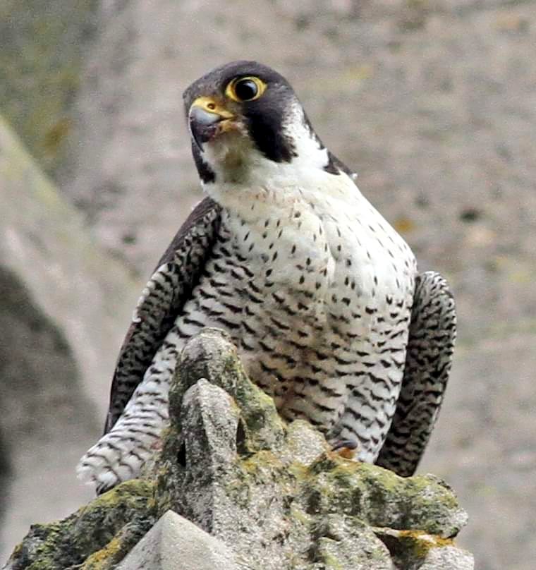 Did I invite you to take photos of me? #peregrinefalcon