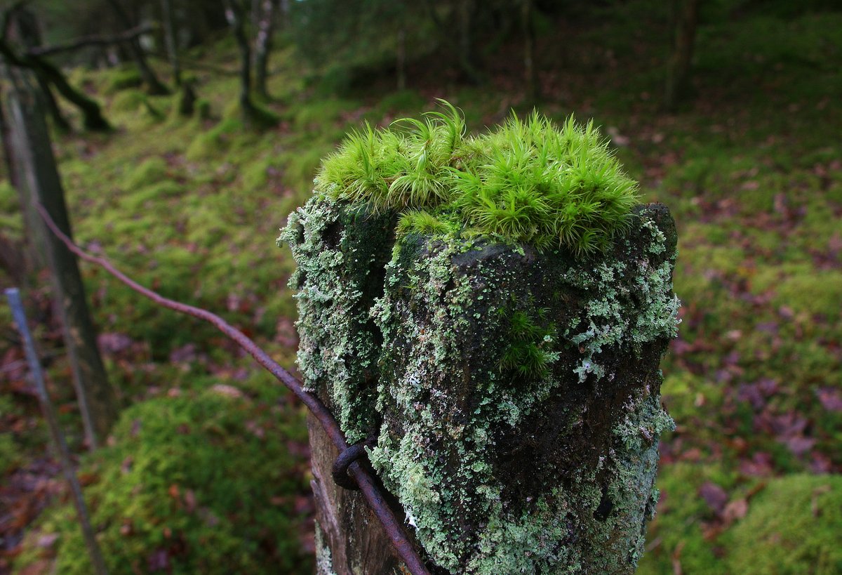 wilde_eep's tweet photo. Mossy post, mossy forest #FencepostOfTheWeek https://t.co/8tNen4xZSf