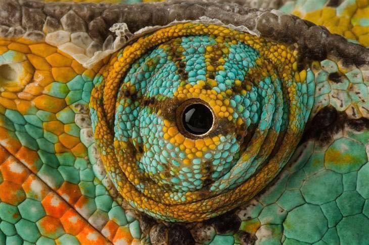 tecnooptica's tweet photo. 👁Feliz domingo!!

👁Ojos de…Iguana azul, Pitón arborícola, Gecko Tokay y Camaleón del Yemen 

#tecnooptica #ÓPTICA #FelizDomingo #ojos #ojosdereptiles #camaleon #serpiente #iguana #reptiles #MiradaAnimal #miradas https://t.co/4GloI3qcKD