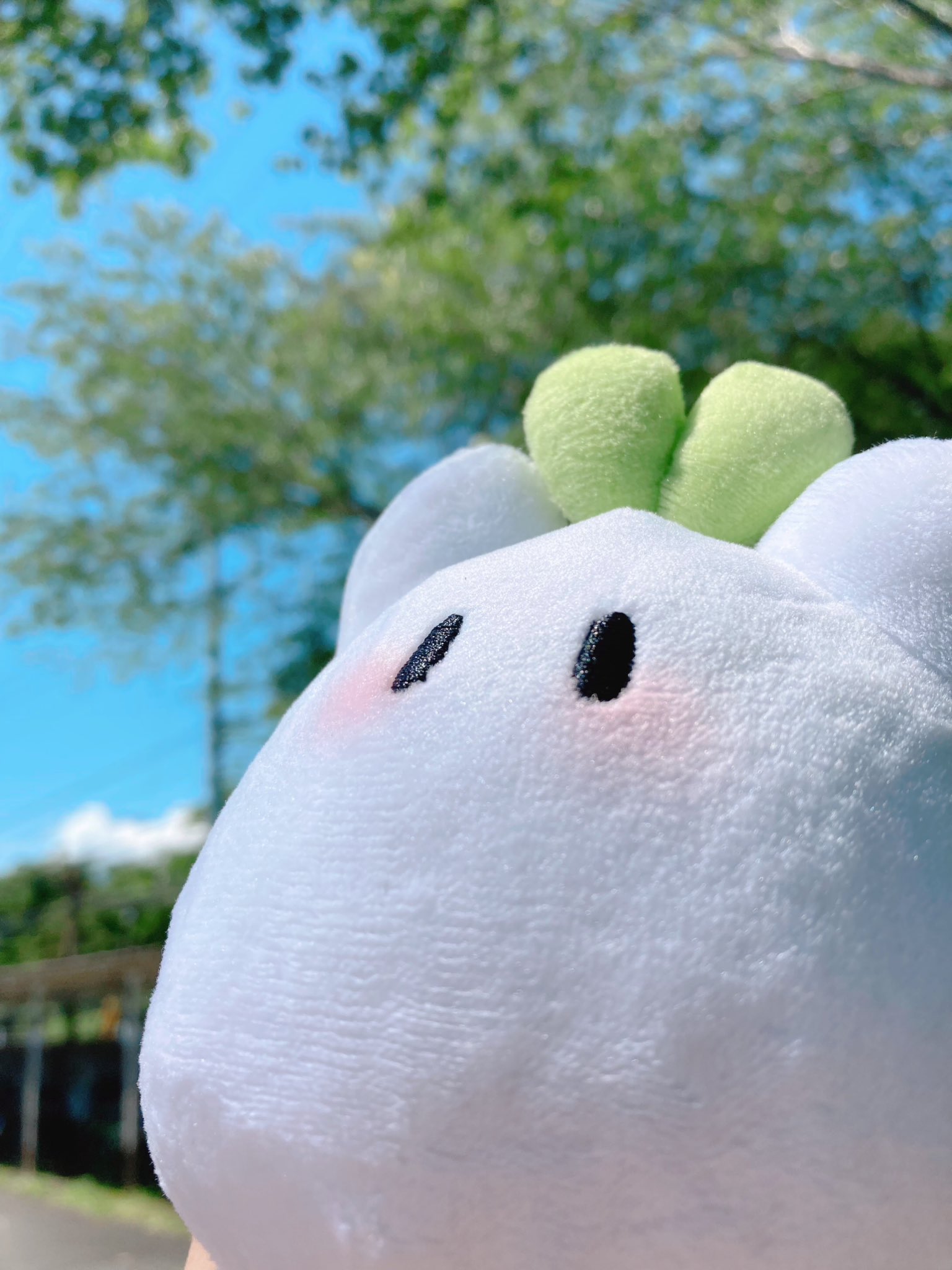 希少！！】 ぷっちょ様 専用ページです! エキゾチックキャットカップ