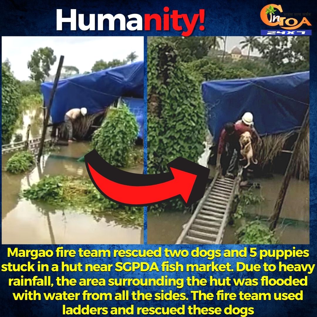 InGoa24x7's tweet photo. #Humanity- Margao fire team rescued two dogs and 5 puppies stuck in a hut near SGPDA fish market. Due to heavy rainfall, the area surrounding the hut was flooded with water from all the sides. The fire team used ladders and rescued these dogs
#Goa #GoaNews #HumanityIsAlive https://t.co/SIIyI4evLX