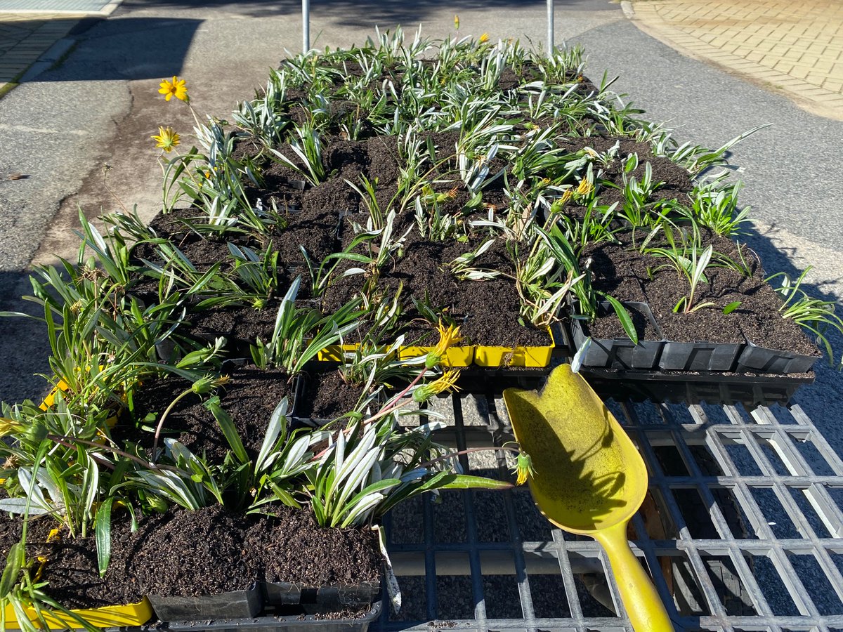 Roberto Busi tweet media