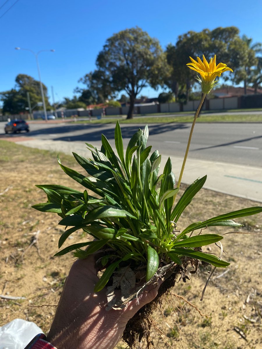 Roberto Busi tweet media