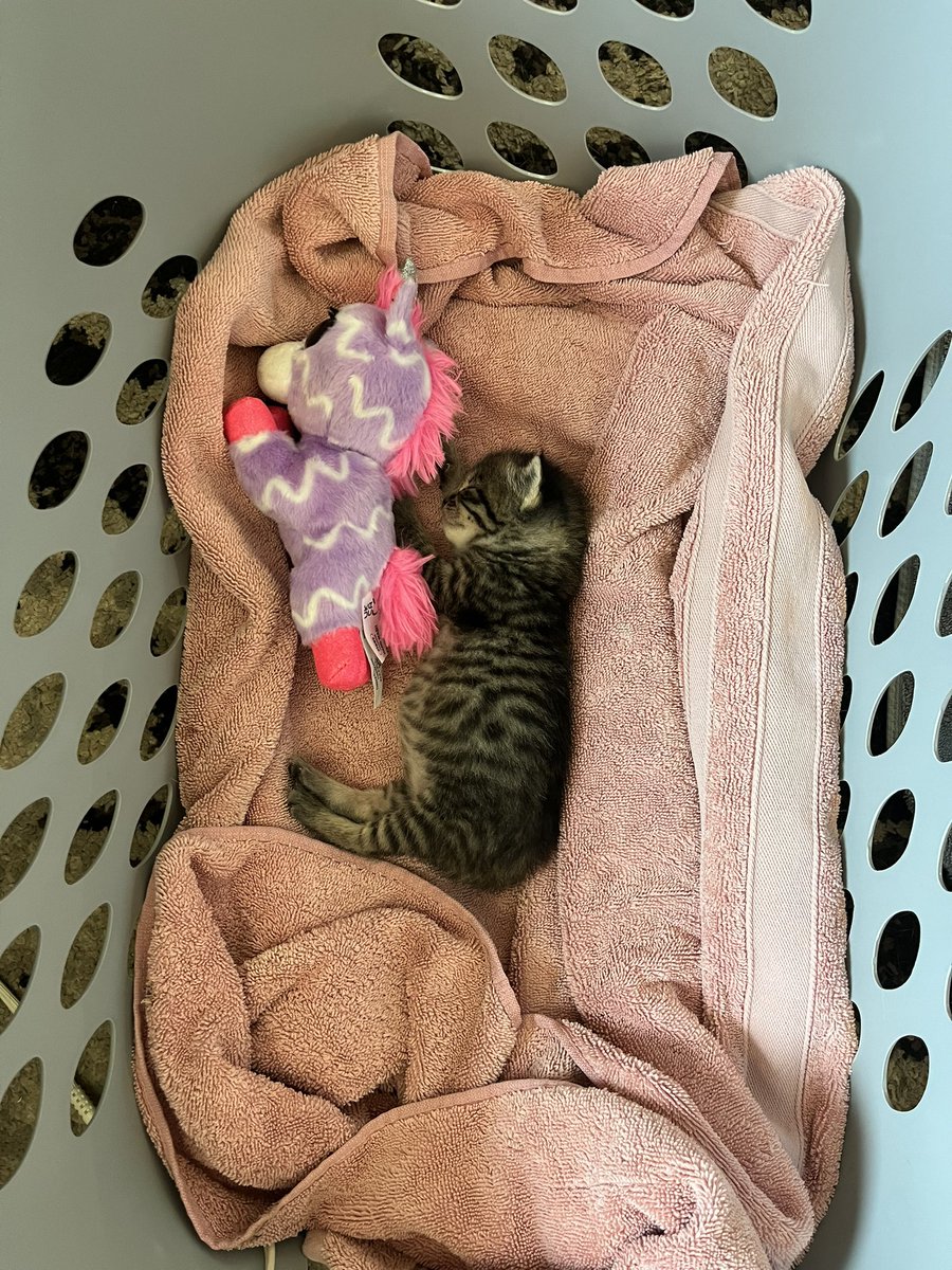 KLKcanna's tweet photo. itβs just a twitter feed cleanser, enjoy π
#KittyTwitter #4weeksOld #MilkComa https://t.co/eKP3dTd0iY