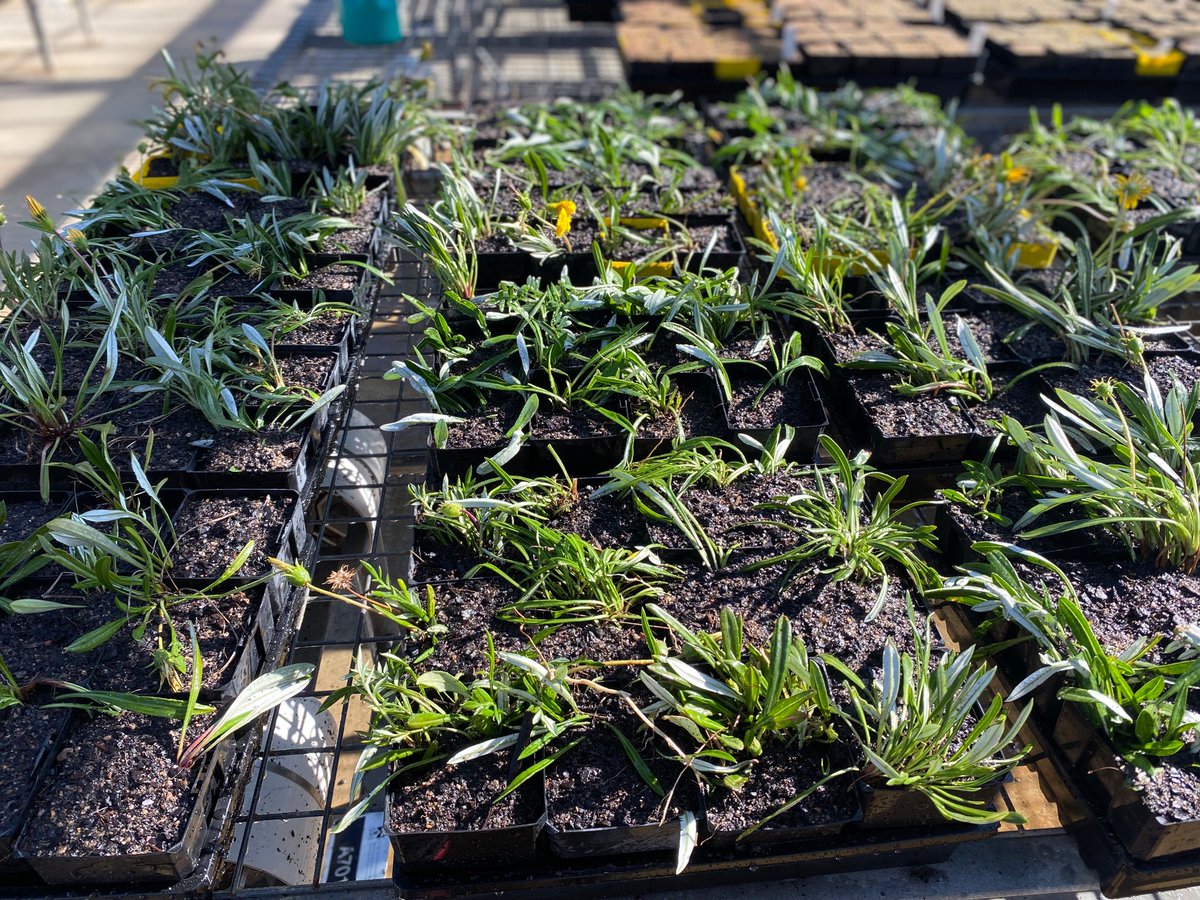 Roberto Busi tweet media