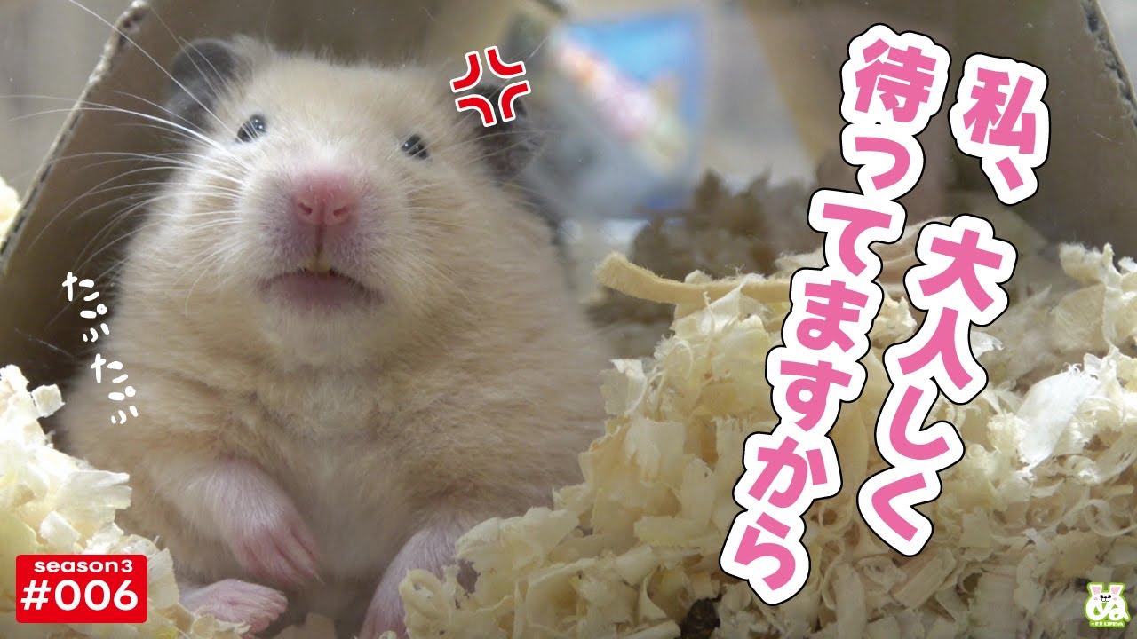 ぬーさま専用 ぬーさまLIFE!!ch - YouTube