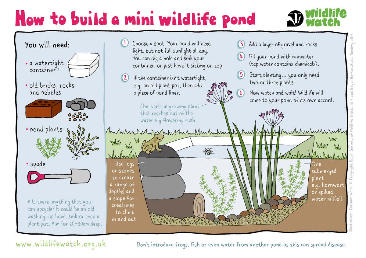 Build a mini pond this weekend and create a habitat for all kinds of wildlife! 🐸 wildlifewatch.org.uk/how-make-mini-…