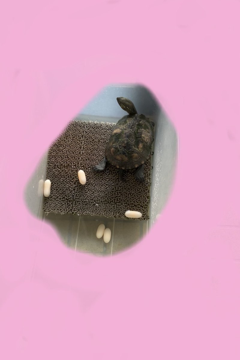 fu_umizz's tweet photo. 実家のかめが卵産んだ🥺
ずっといるけどはじめて(笑)
いまは元気🐢💐 https://t.co/4RcL5Ue4d7