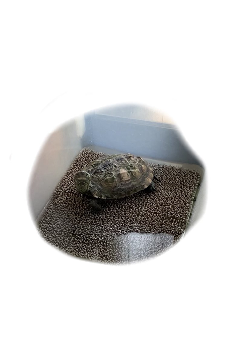 fu_umizz's tweet photo. 実家のかめが卵産んだ🥺
ずっといるけどはじめて(笑)
いまは元気🐢💐 https://t.co/4RcL5Ue4d7