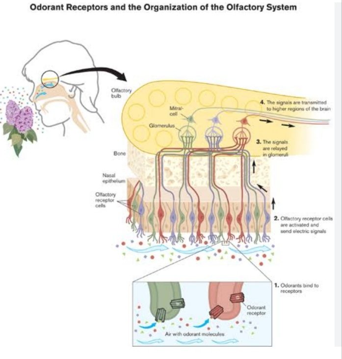 RadhikaDav72262's tweet photo. Wishing #Happybirthday Richard Axel 
He was awarded the Nobel Prize in #Medicineorphysiology
for their discoveries of odorant receptors and the organization of the #olfactorysystem.
@RSCBhavnagar @InfoGujcost @dstGujarat @narottamsahoo @GKGoswami9 @DrPayalPandit1 @raj13543912 https://t.co/kX94xOmupw