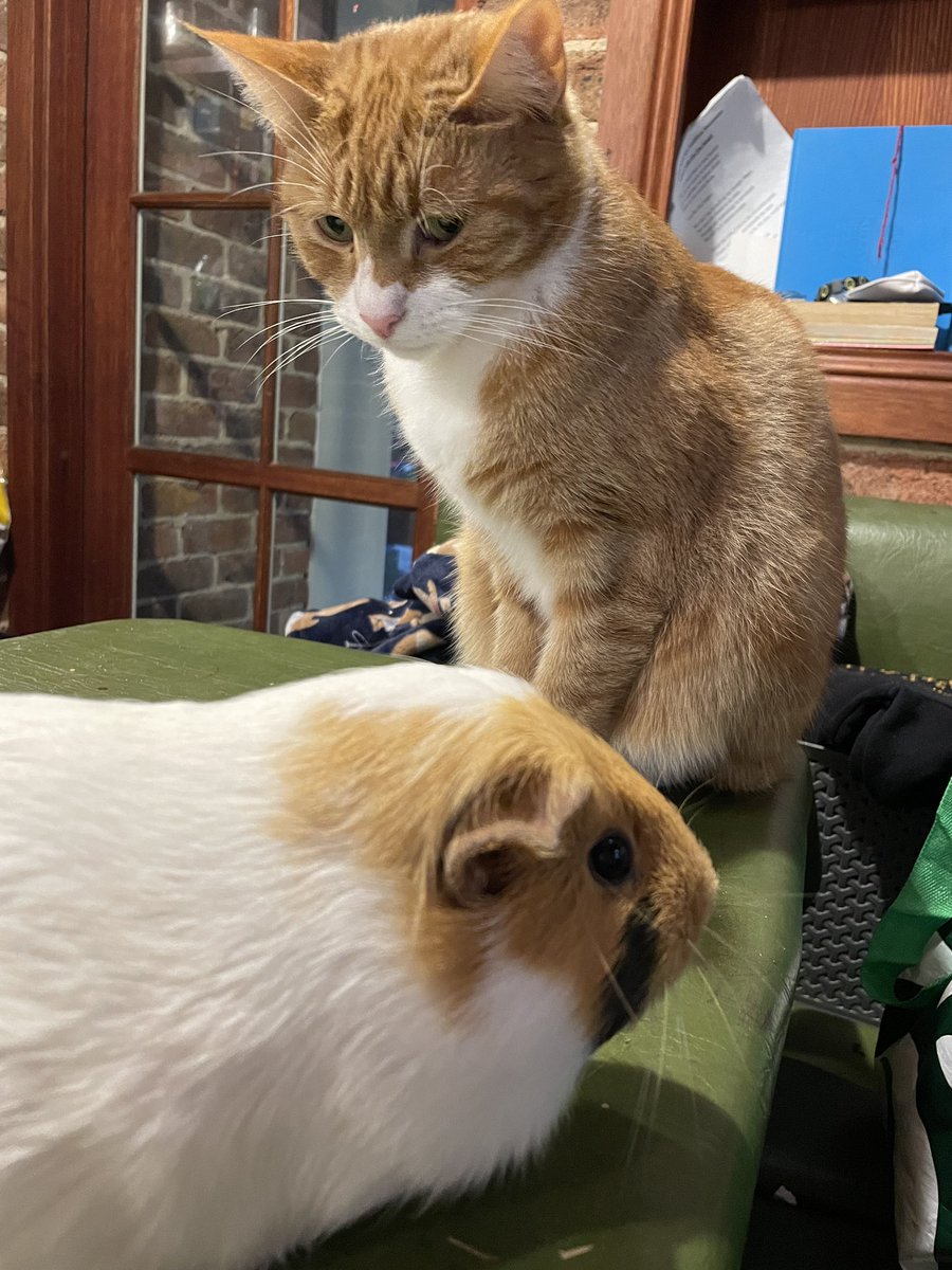 Meep Mama’s Sister tweet media