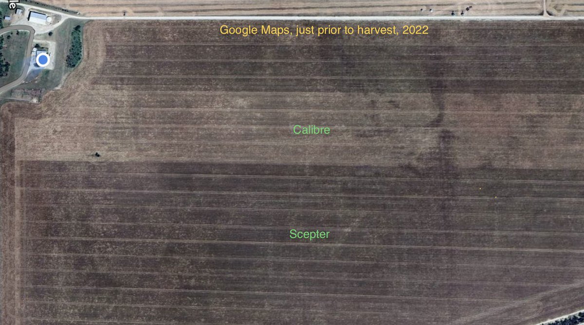 Calibre wheat <a href="/agtbreeding/">AGT</a> fell over prior to harvest last year, made harvesting it tricky. Variety trait or just terrible winds? <a href="/HaydnKuchel/">Haydn Kuchel</a> 
Having a go at strengthening up the stem this yr with <a href="/SyngentaANZ/">Syngenta ANZ</a> 
Moddus Evo. 
Header driver will thank me!