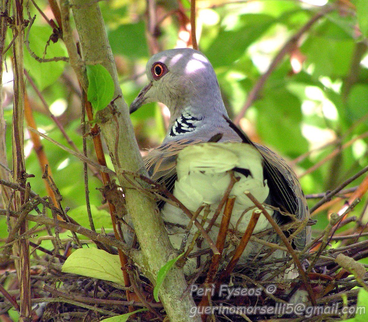 A beautiful #Turtledove #TwitterNatureCommunity #NaturePhotography #Wildlife #naturelover #BBCWildlifePOTD #nature #BirdsSeenIn2023 #Springwatch #Birdwatching #Bird #Uccelli #Oiseaux #Vogel #Aves #birds #BirdsPhotography #birdphotography #ptaki #uccelli #ptaci #BirdsUp #ocells