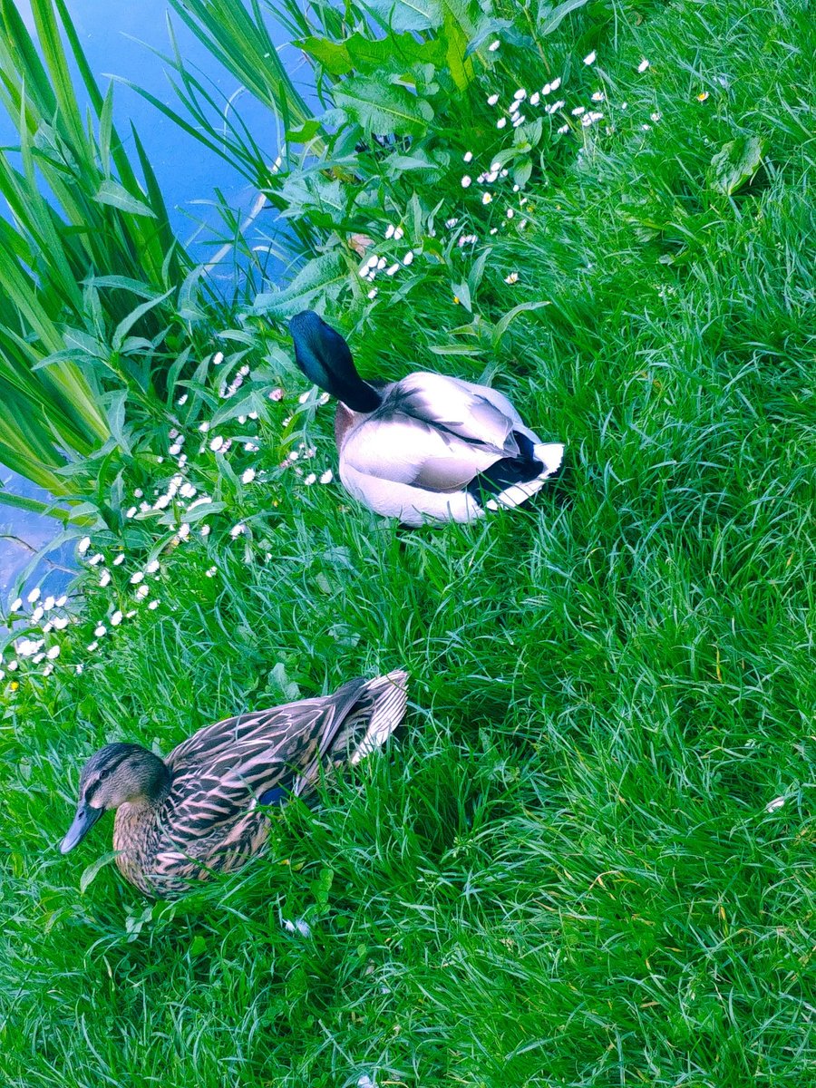 Moongal006's tweet photo. #goodmorning #NaturePhotography #Ducks #morningwalk #freetime  #nature #relax #brainrefresh https://t.co/puLFCkWZ44