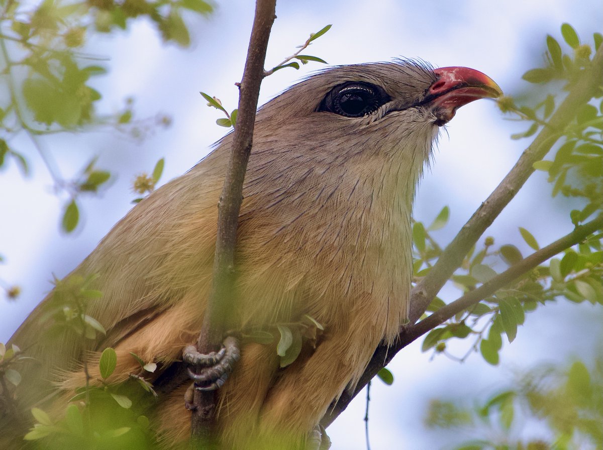 AlNature21's tweet photo. Wish All a peaceful Sunday! 
Sirkeer Malkoha 
#IndiAves #VIBGYORinNature #BirdsSeenIn2023 #BBCWildlifePOTD #birdwatching #birdphotography #birding #nature #wildlifelovers #nikon #TwitterNaturePhotography #birdmanofIndia #bnhs https://t.co/mf0QCM0484