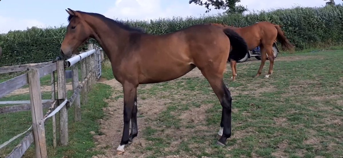 Linda_Blackford's tweet photo. Fillies
#Masterstroke/Kayf Charmer 2yr Old #Gentlewave/Rosie's Rein yr @GB_Bonus @YortonFarm https://t.co/rACvAvV0cS