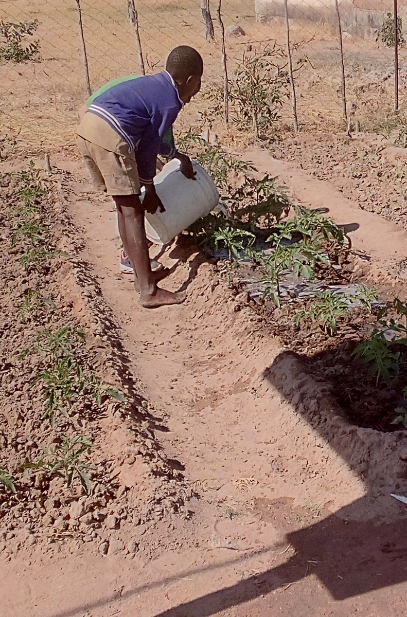 nyika_fortunate's tweet photo. We moving on trying to bridge the gap being caused by climate change. I make sure that my learners appreciate that climate change is real and they are the key players to fight against it on their daily activities.
# climate change ambassador 
#teachforZimbabwe
#teachforall https://t.co/IbEXNPwUCl