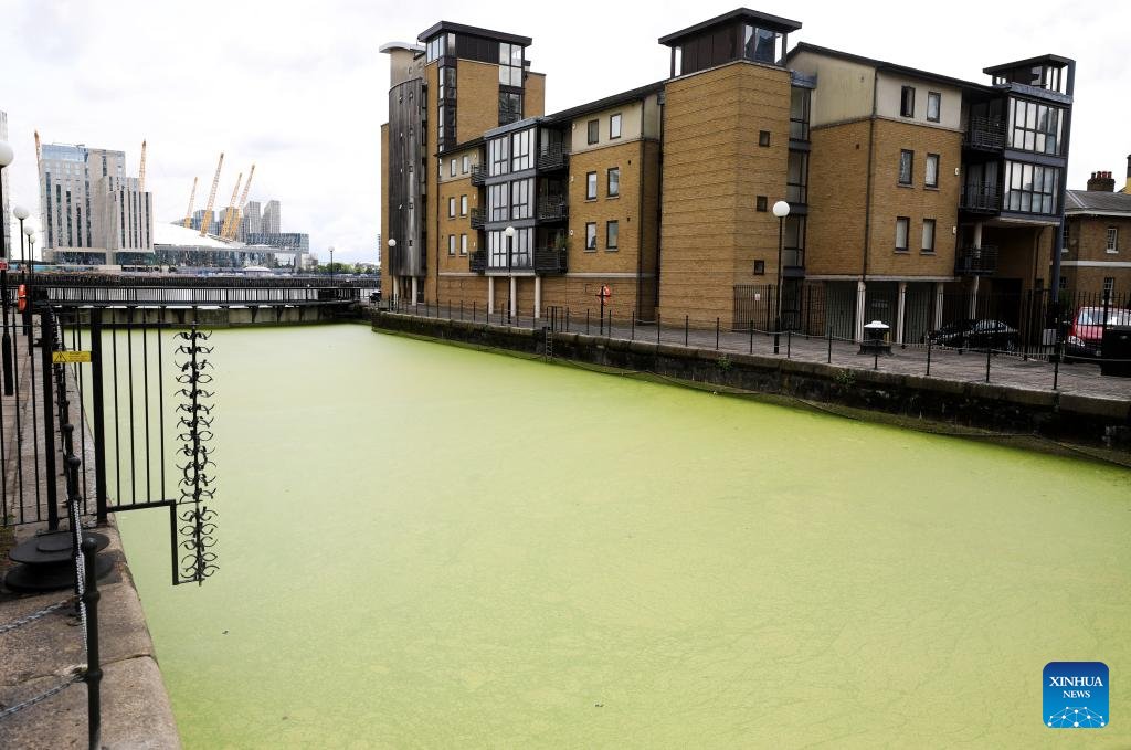 XHSwahili's tweet image. Huu sio mto wa kijani kibichi!
Unapoona picha hizi kwa mara ya kwanza unaweza kufikiri kwamba mto huo una rangi ya kijani kibichi, lakini kwa kweli ni mmea unaoelea unaojulikana kama Duckweed kwenye sehemu ya Mto Thames huko London, Uingereza. #London #plants #duckweed