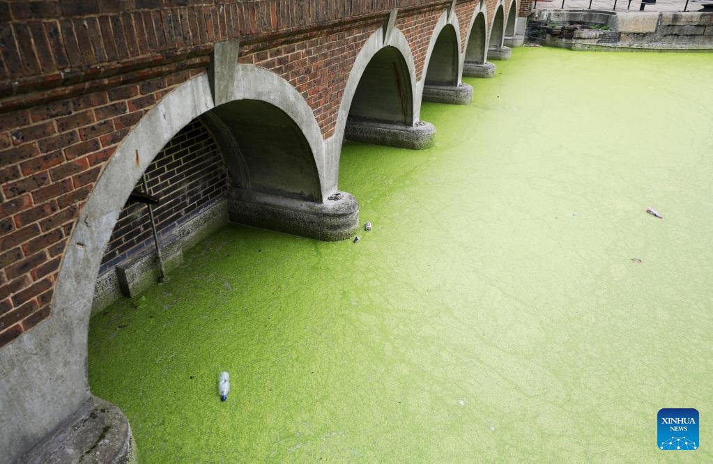 XHSwahili's tweet image. Huu sio mto wa kijani kibichi!
Unapoona picha hizi kwa mara ya kwanza unaweza kufikiri kwamba mto huo una rangi ya kijani kibichi, lakini kwa kweli ni mmea unaoelea unaojulikana kama Duckweed kwenye sehemu ya Mto Thames huko London, Uingereza. #London #plants #duckweed