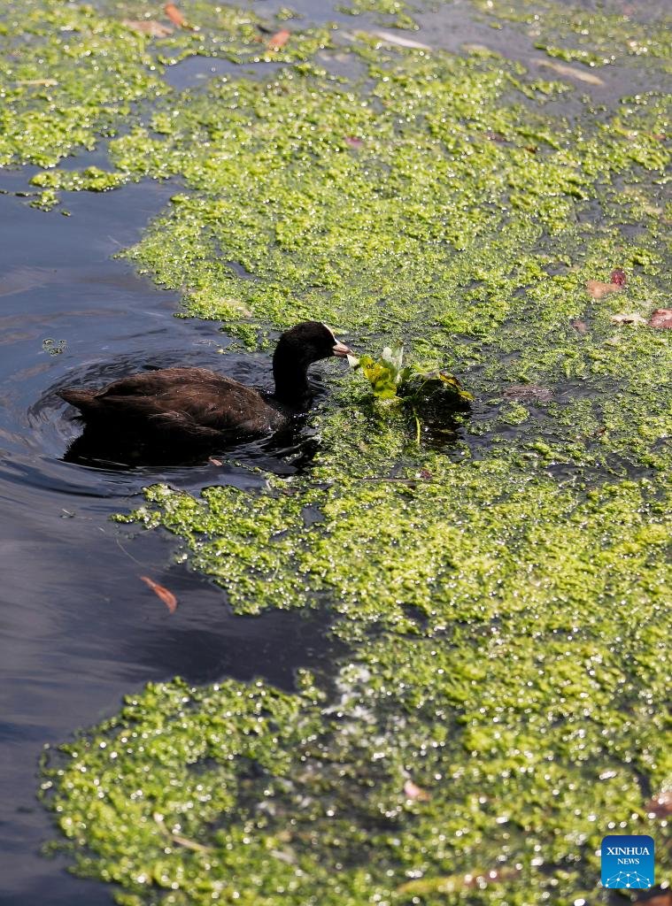 XHSwahili's tweet image. Huu sio mto wa kijani kibichi!
Unapoona picha hizi kwa mara ya kwanza unaweza kufikiri kwamba mto huo una rangi ya kijani kibichi, lakini kwa kweli ni mmea unaoelea unaojulikana kama Duckweed kwenye sehemu ya Mto Thames huko London, Uingereza. #London #plants #duckweed