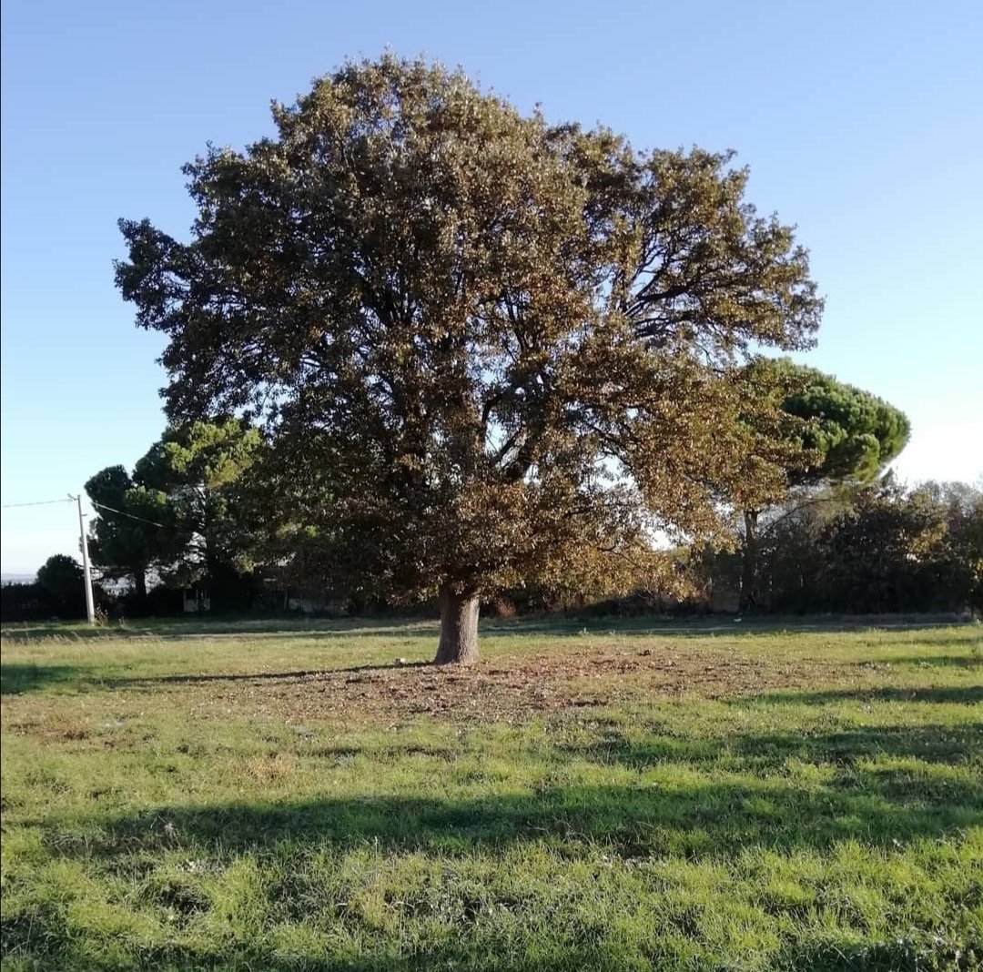 dileksisli's tweet photo. Görkem 🌳
🧡
"Ağaçları dinlemeyi öğrenen, ağaç olmayı arzulamaz artık. Kendisi dışında başka bir şey olmayı arzulamaz. Yurt budur. Mutluluk budur.”
Hermann Hesse/Ağaçlar
✨
#hermannhesse #ağaçlar #tekbașınatümyeryüzünüdolduruyormușçasınagörkemli https://t.co/dd0KI0EwlZ
