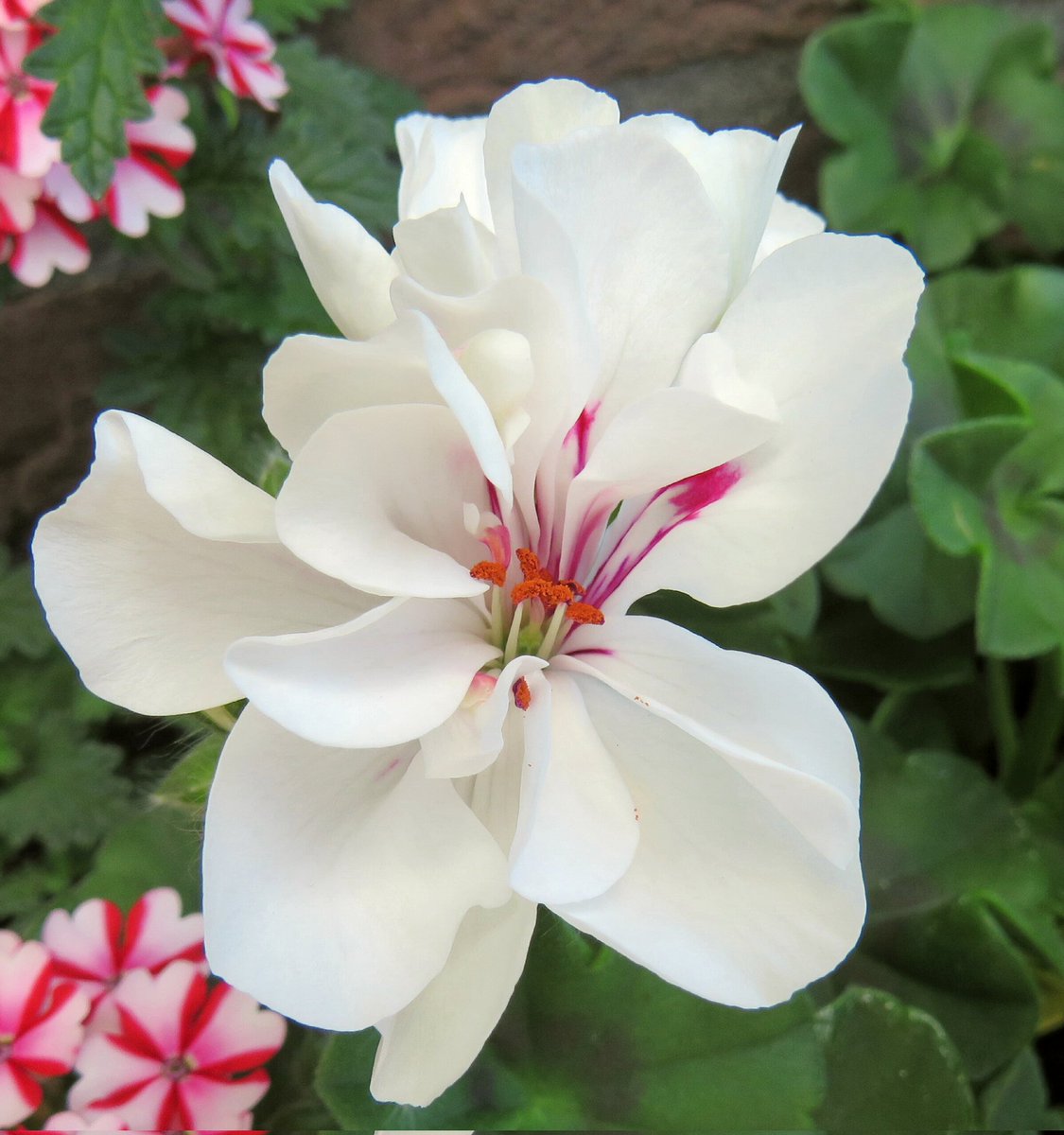 inja5248's tweet image. #julibloeiers #fotochallenge
dag 2  #geraniums
@wilma_meijerink