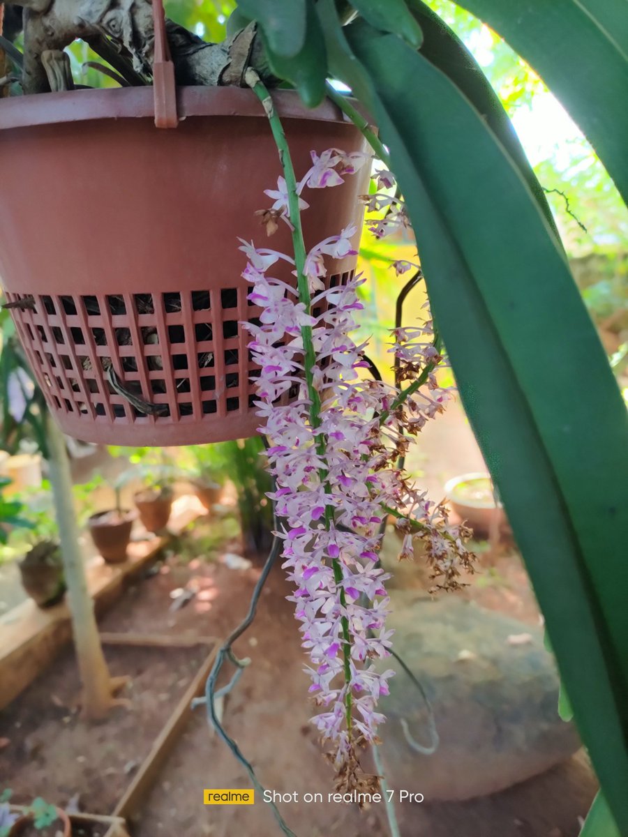 Wild orchid from Koraput forest to home garden.