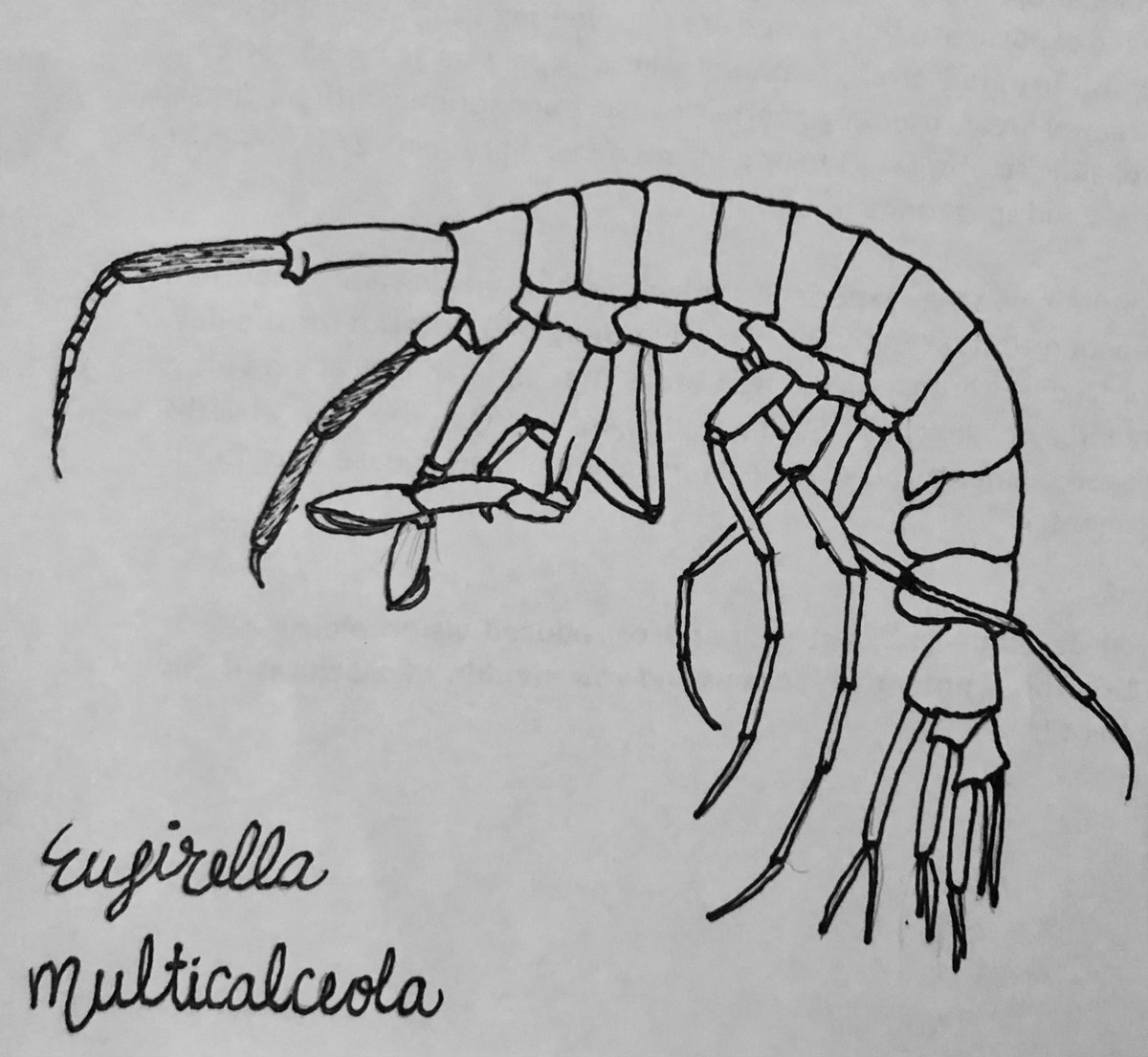 ocean_CRitter's tweet photo. Our July amphipod of the month is Eusirella multicalceola. These guys don't have much use for eyes, as they're usually found between 500 and 2000m in the NE Pacific. This genus only has 5 species! #AOTM https://t.co/yS1r3ipfPu