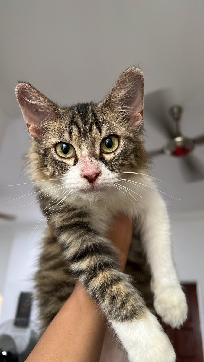 Hzm ⚜️🇵🇸 tweet media