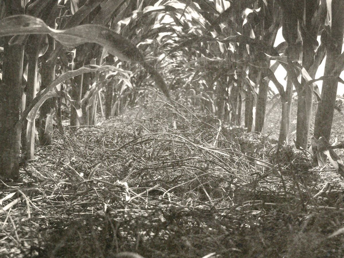 #DíadelaAgriculturaNacional 🌱 
El primer científico que sembró sin arar en la Argentina 

Los ensayos con maíz del investigador Marcelo Fagioli realizados en <a href="/IntaPergamino/">INTA Pergamino</a> sentaron el primer antecedente de la siembra directa o labranza cero en la Argentina a mediados de los 60.