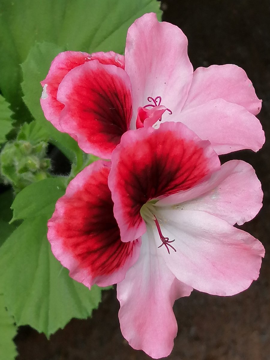 Kajee45Kajee's tweet image. Twitter mooi maken met #julibloeiers Elke dag een andere bloem in het 🌞 en vandaag #geraniums  #fotochallenge @wilma_meijerink🥀💗🌹
Ik moet bekennen geen enkele foto van geraniums 🤔
Moest toch nog naar tuincentrum. Later dan gewend maar nu wel een foto van een franse geranium