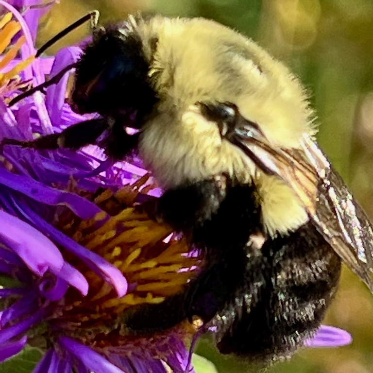 UntamedUnposed's tweet photo. Bumblebees (genus Bombus) have a unique ability among insects. They can regulate their body temperature in different ways: by using external heat sources like the sun (ectothermic), or by generating their own heat through their muscles (endothermic). #bumblebee #pollinators https://t.co/2ncjZAn6vV