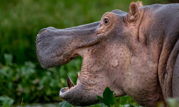 Siarahug's tweet photo. 🦁🐘 Get ready to laugh out loud on our 3-day Queen Elizabeth #Wildlife Safari! From hilarious elephant photobombs to cheeky monkey shenanigans, it's a comedy show in the wild!
Book your spot now: https://t.co/wAjbZavHmK

#QueenElizabeth #ugandasafari #uganda

@AllUgandaSafari https://t.co/55LJ672Jyu