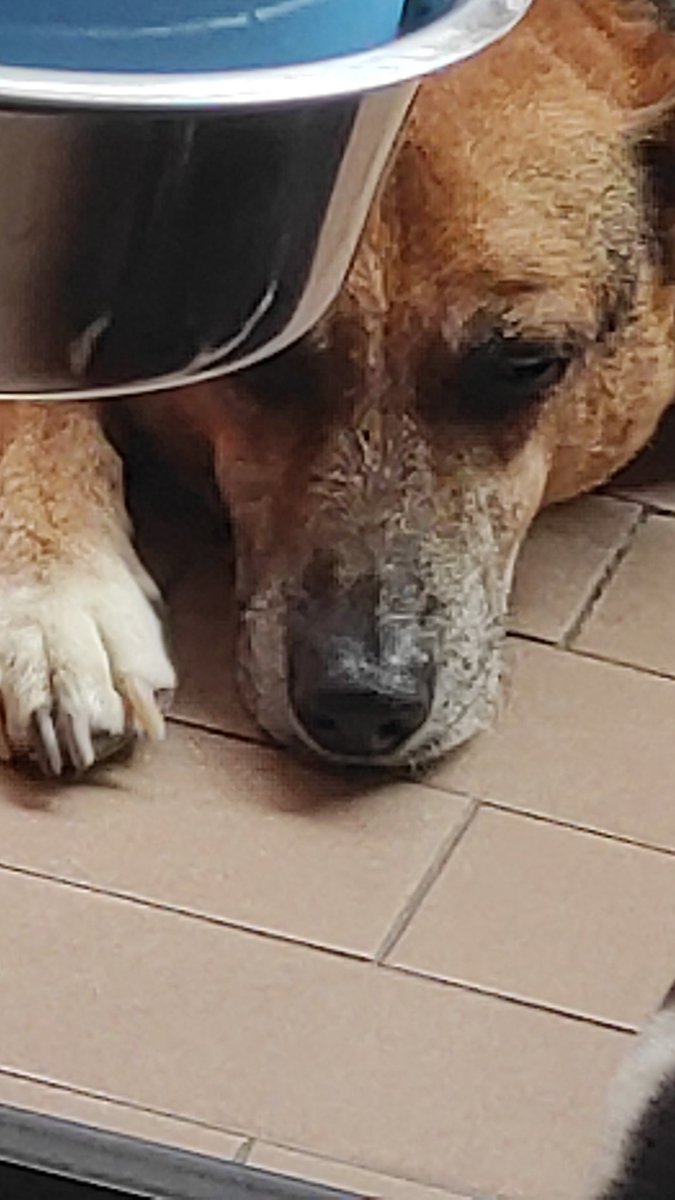 Jack & Timos - senior dogs tweet media