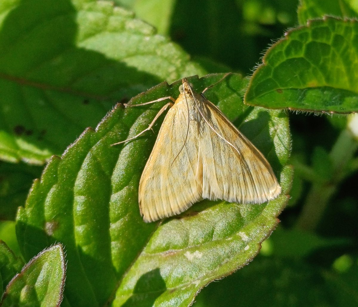 sconebirding's tweet photo. 12 butterflies on my #BirdTrack #CompleteList at @_BTO #NunneryLakes earlier: as listed, + Small Heath & Ringlet. Great to see so many Commas – anyone know if the '-album' bit of sci name refers to part of wing where the white mark is?
📷 Small Copper, Lesser Pearl (Pyralid moth) https://t.co/i2I14gy4dc