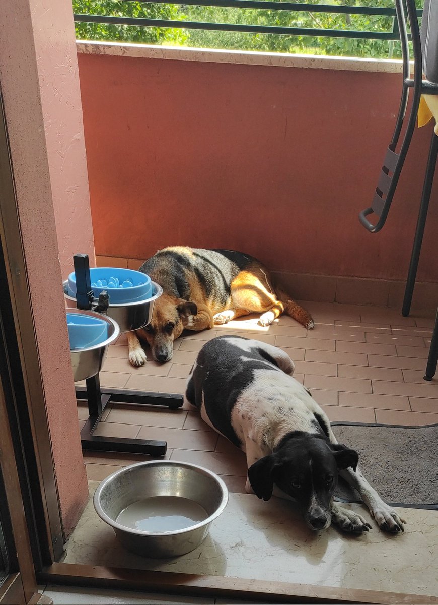 Jack & Timos - senior dogs tweet media
