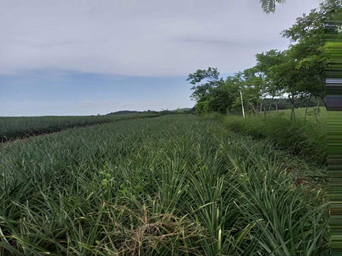 MIDAPma's tweet photo. #PanamáOeste | Para el control fitosanitario apegado a las Buenas Prácticas Agrícolas, nuestros técnicos de la Agencia de La Chorrera, visitaron al productor Javier Ríos Troya, con 40 has de Piña MD2, divididas en parcelas con micro aspersión, control de erosión con vetiver. https://t.co/iaUvI4vefk